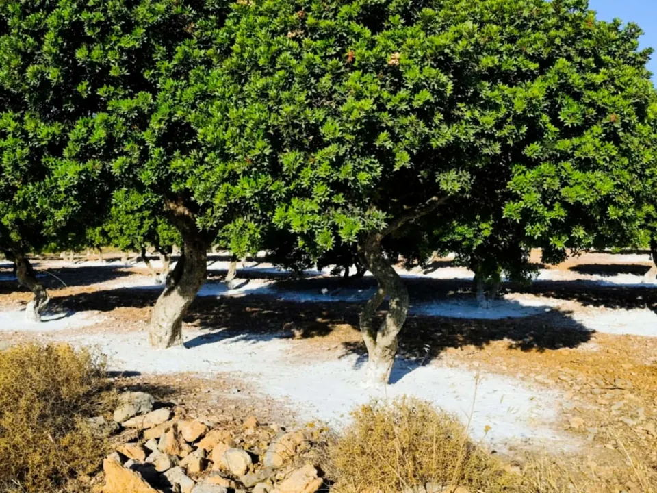Mastic trees with the ground prepared beneath them