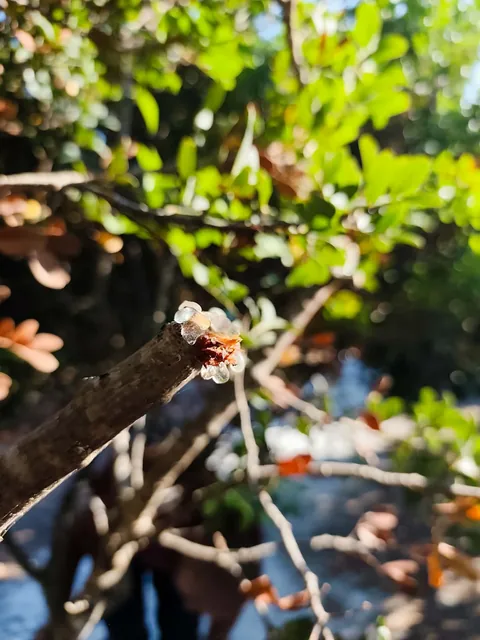Drops of mastic resin on a branch