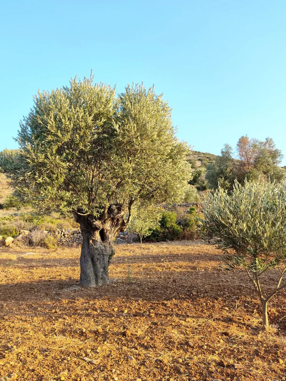 An old olive tree in the cultivated landscape around Mesta