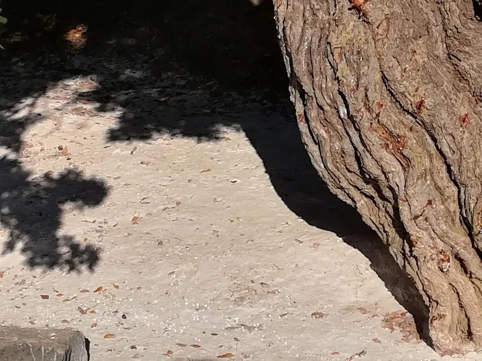 The prepared ground beneath a mature mastic tree